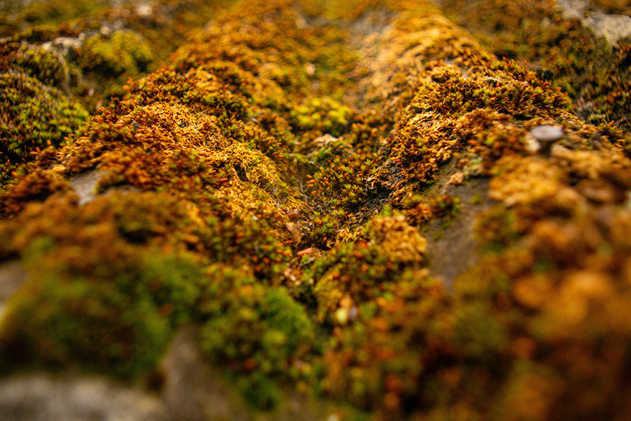 Algae on a Residential Roof